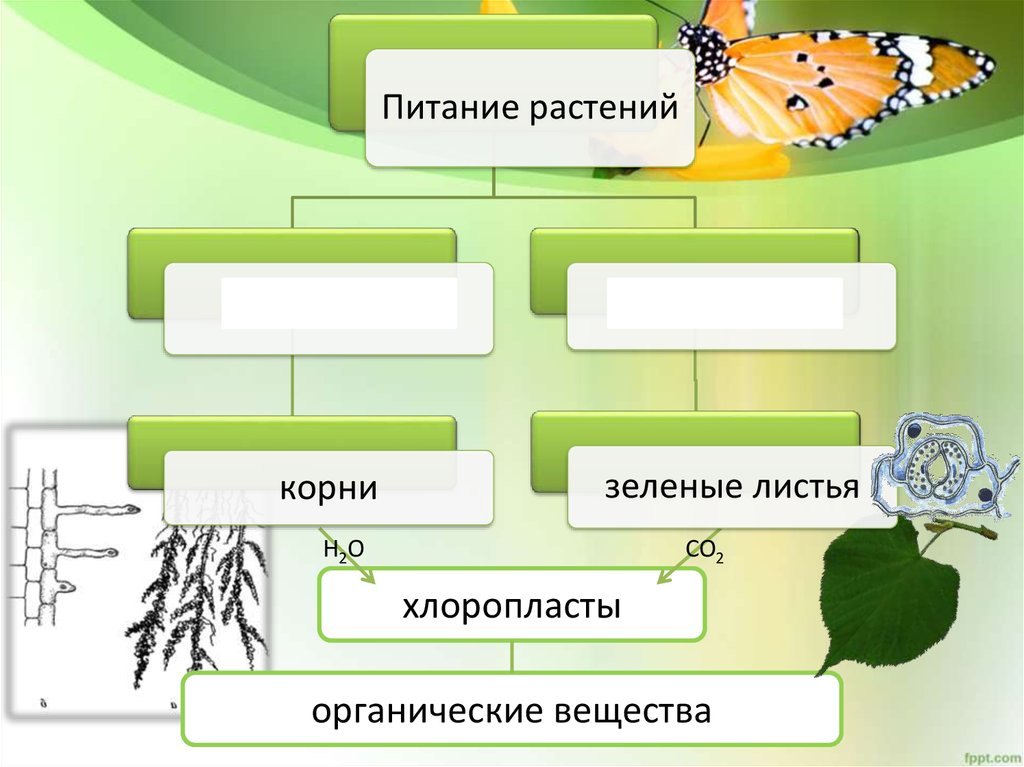 Зеленеть корень