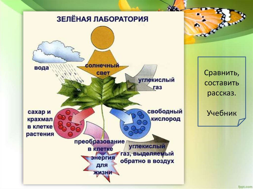Обмен веществ растений урок. Питание живых организмов фотосинтез. Схема фотосинтеза у растений биология. Схема процесса фотосинтеза. Фотосинтез зеленых растений.