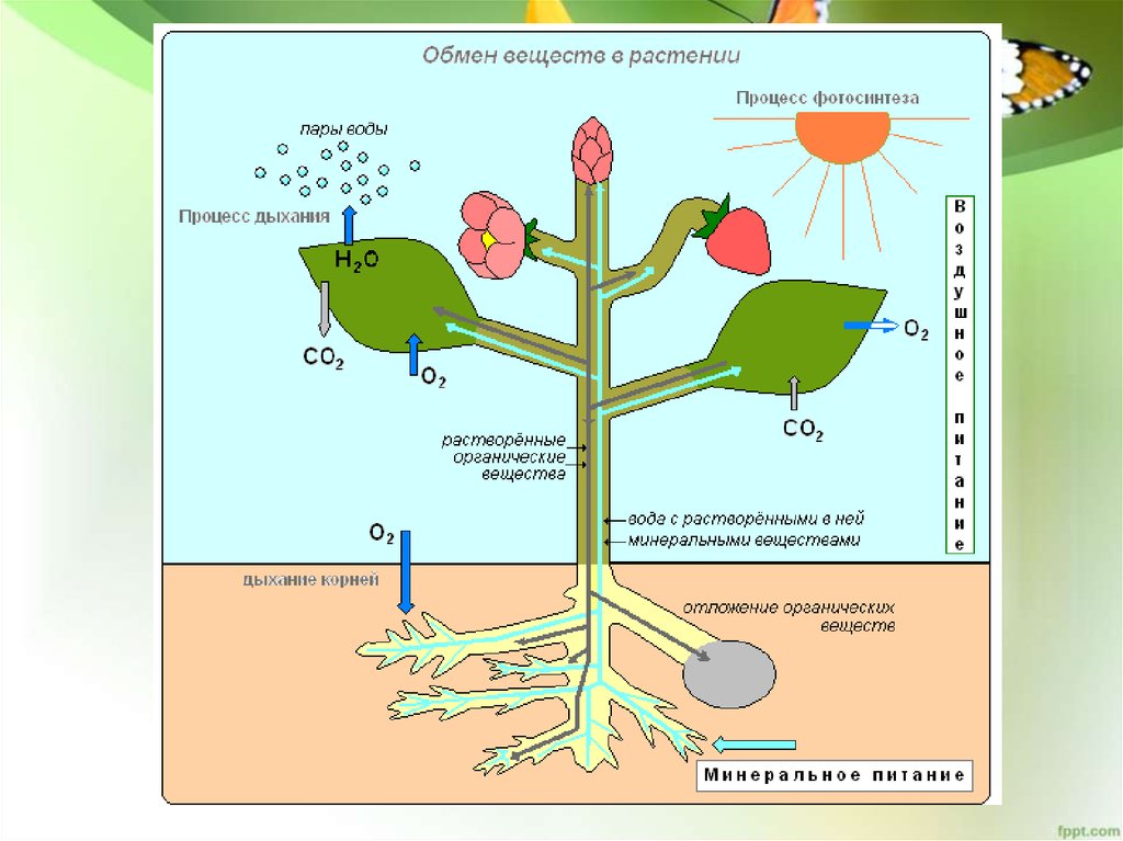 Презентация воздушное питание растений фотосинтез 6 класс презентация