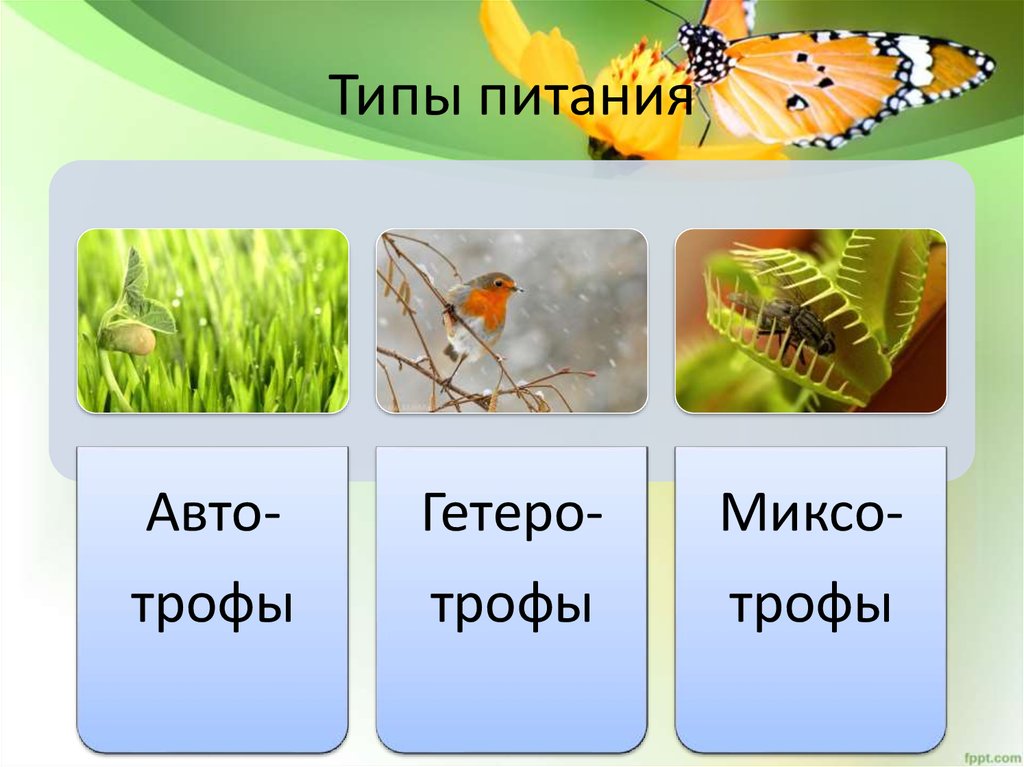 4 типа питания. Типы питания картинки. Презентация типы питания. Типы питания трофы. Типы питания надкрыльях.