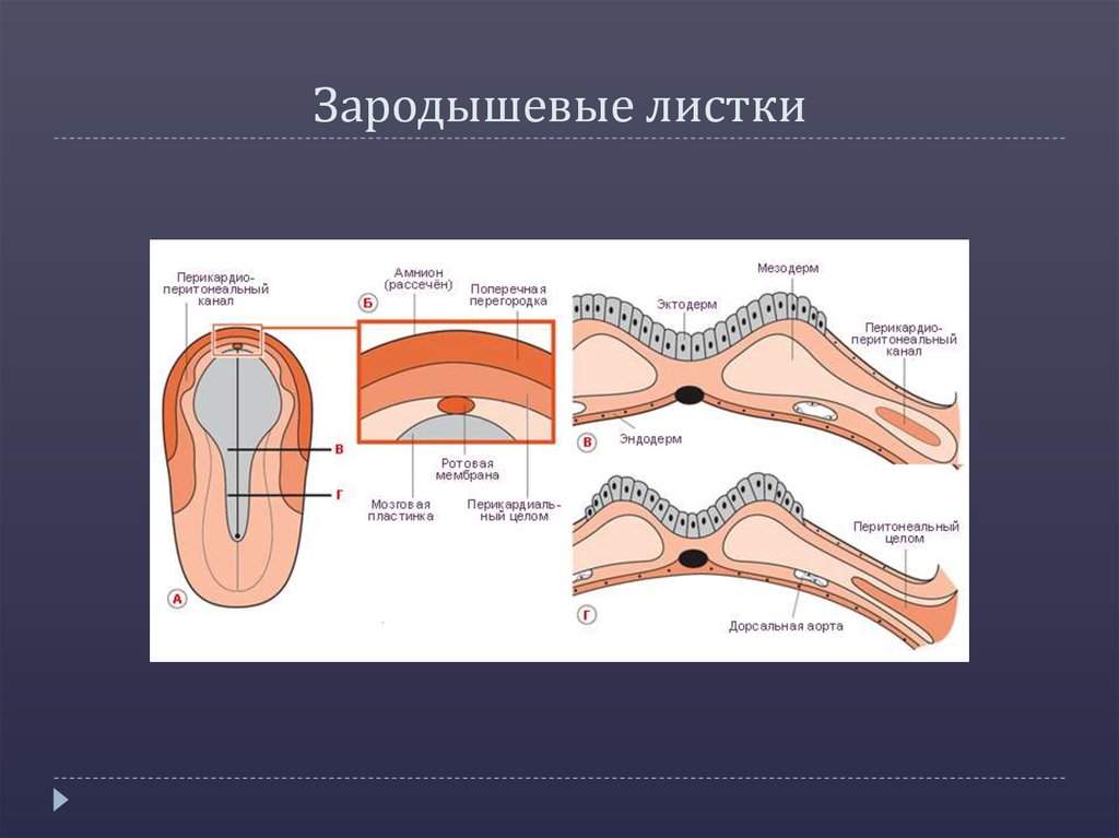 Зародышевые листки кости