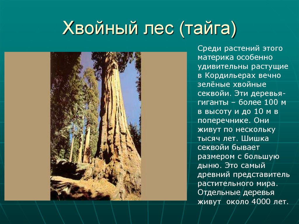 Самое высокое дерево северной америки природные зоны