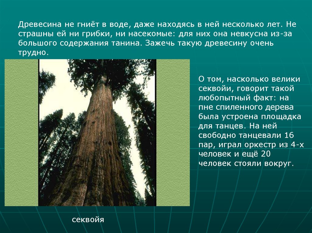 Секвойя природная зона северной америки. Секвойя древесина. Дерево негнеющее в воде. Секвойя в России растет. Древесина какого дерева не гниет.