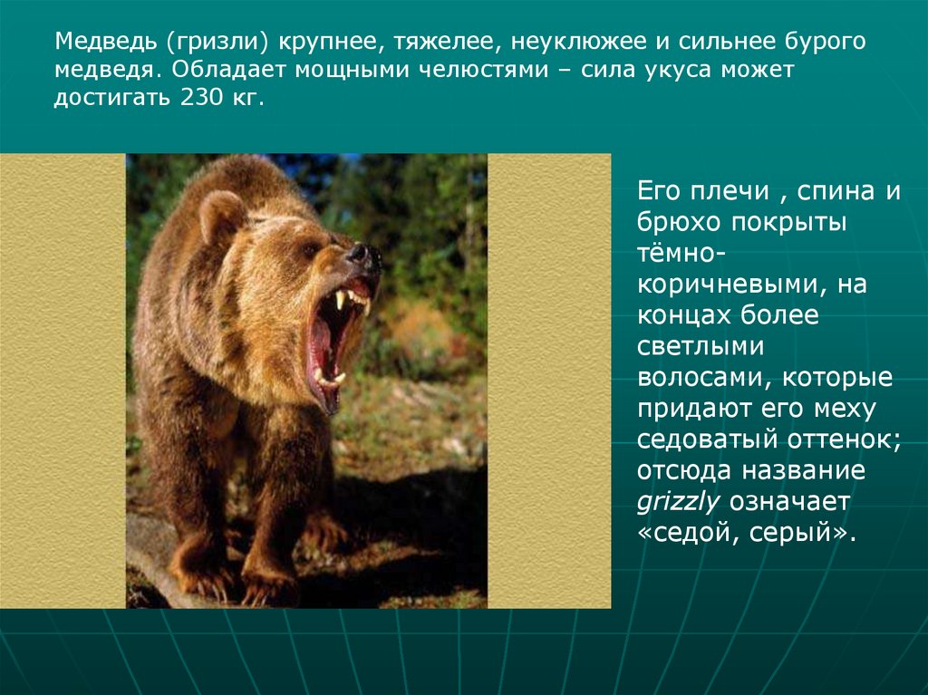 Медведь силен и. Медведи Гризли обитают в природной зоне. Северная Америка медведь Гризли. Информация о медведе Гризли. Медведь Гризли описание для детей.
