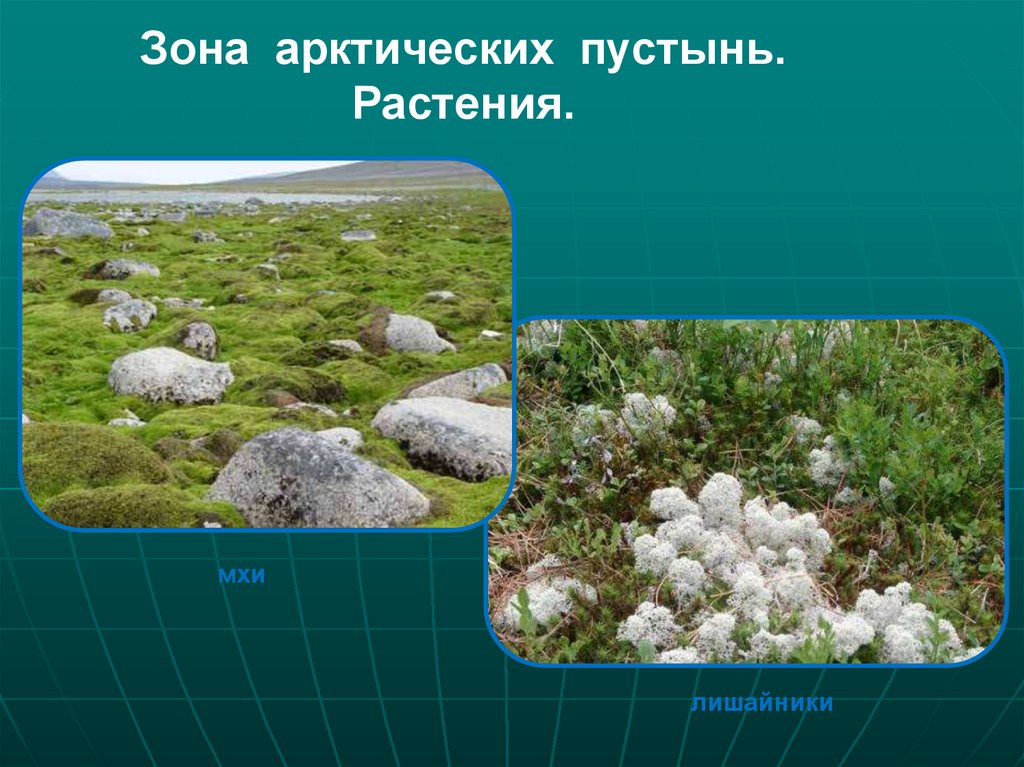 Какие растения есть в арктике. Растительный мир арктической пустыни в России. Зона арктических пустынь ягель. Лишайники в зоне арктических пустынь. Зона арктических пустынь растения лишайники.