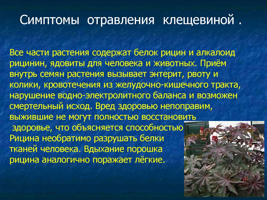 Растения содержат. Клещевина рицин яд. Отравление клещевиной симптомы. Симптомы отравления клевещиной. Отравиться клещевиной.