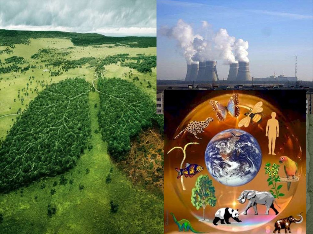 Реферат: Проблемы современной экологи
