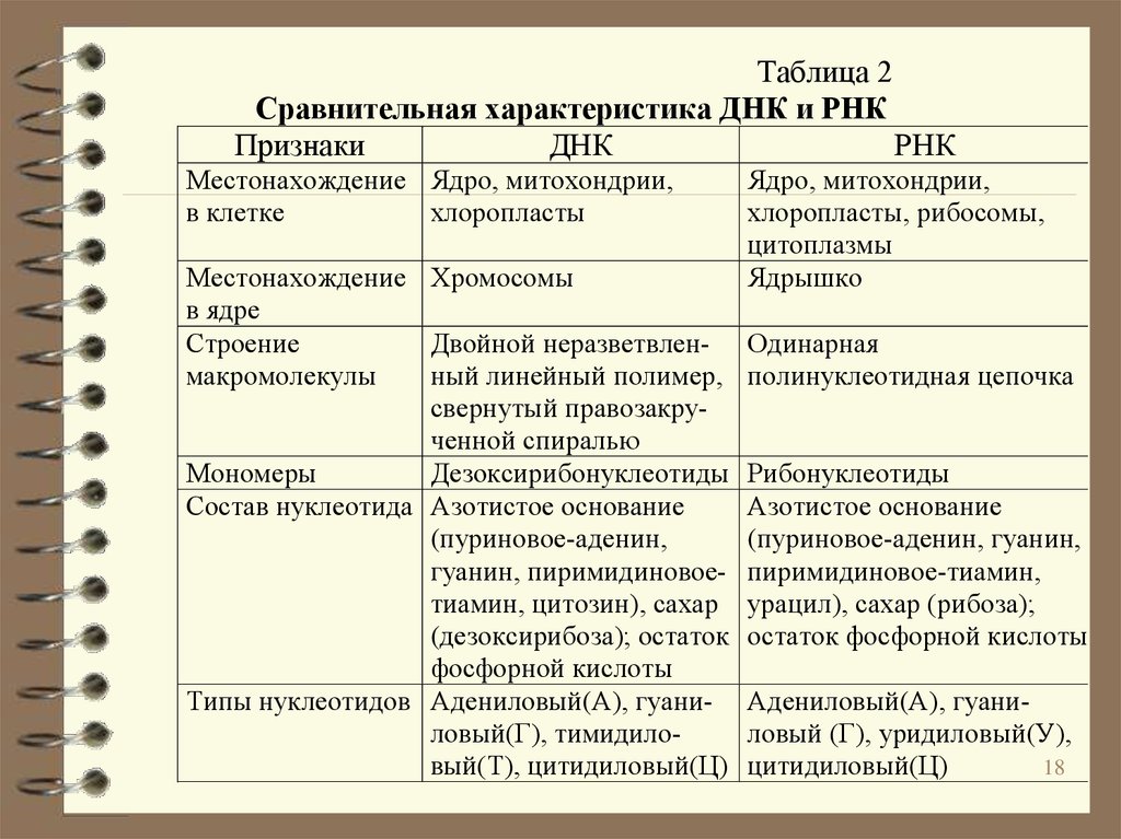 Таблица транскрипции биология