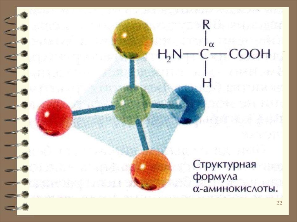 Молекулы аминокислот содержат. Аминокислоты структурные формулы. Гликогенные аминокислоты формулы. Молекулярная и структурная формула аминокислот. Атомная формула аминокислоты.