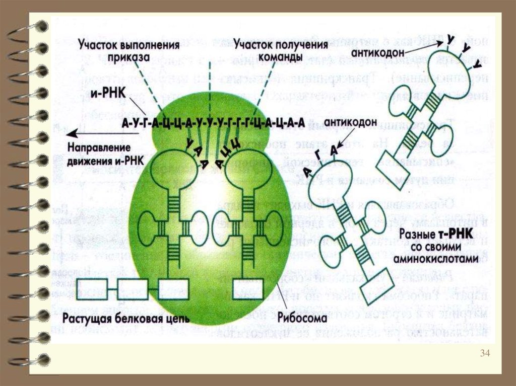 Антикодон это участок