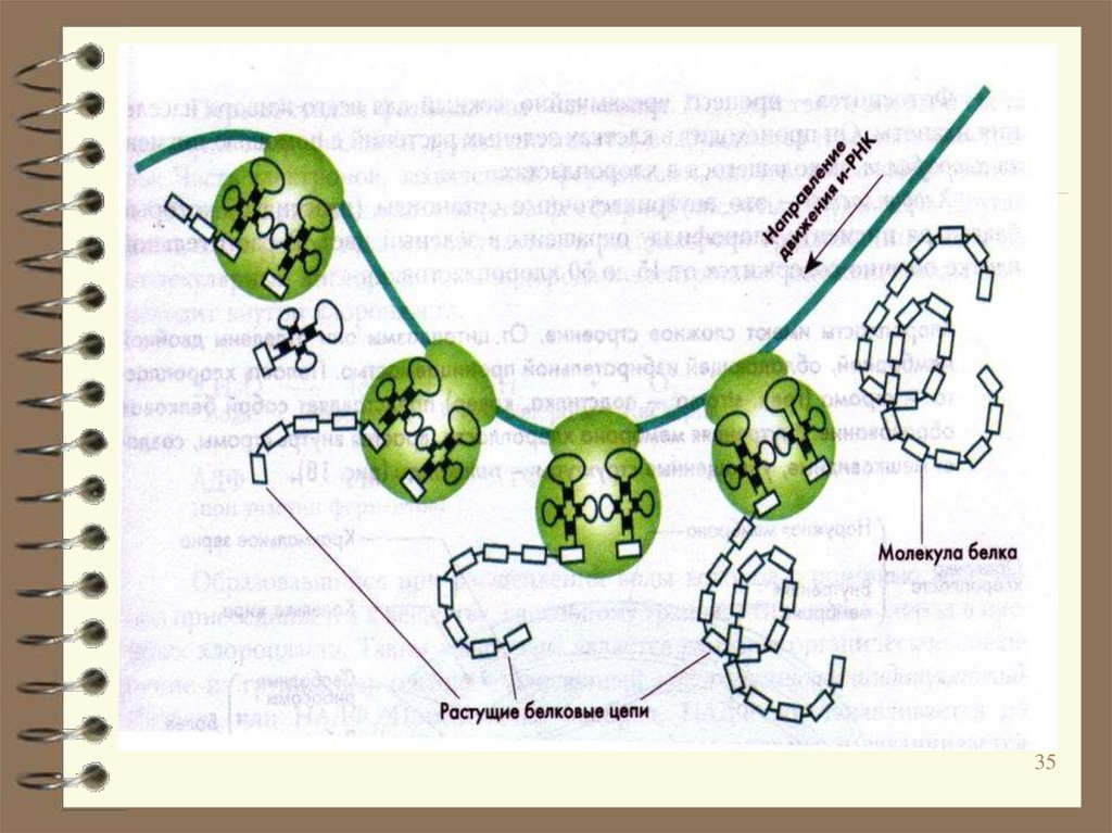 Биосинтез белка. Модель-аппликация "Биосинтез белка". Биосинтез белка урок биологии рисунок рукой. Биосинтез белка урок биологии рисунок карандашом.