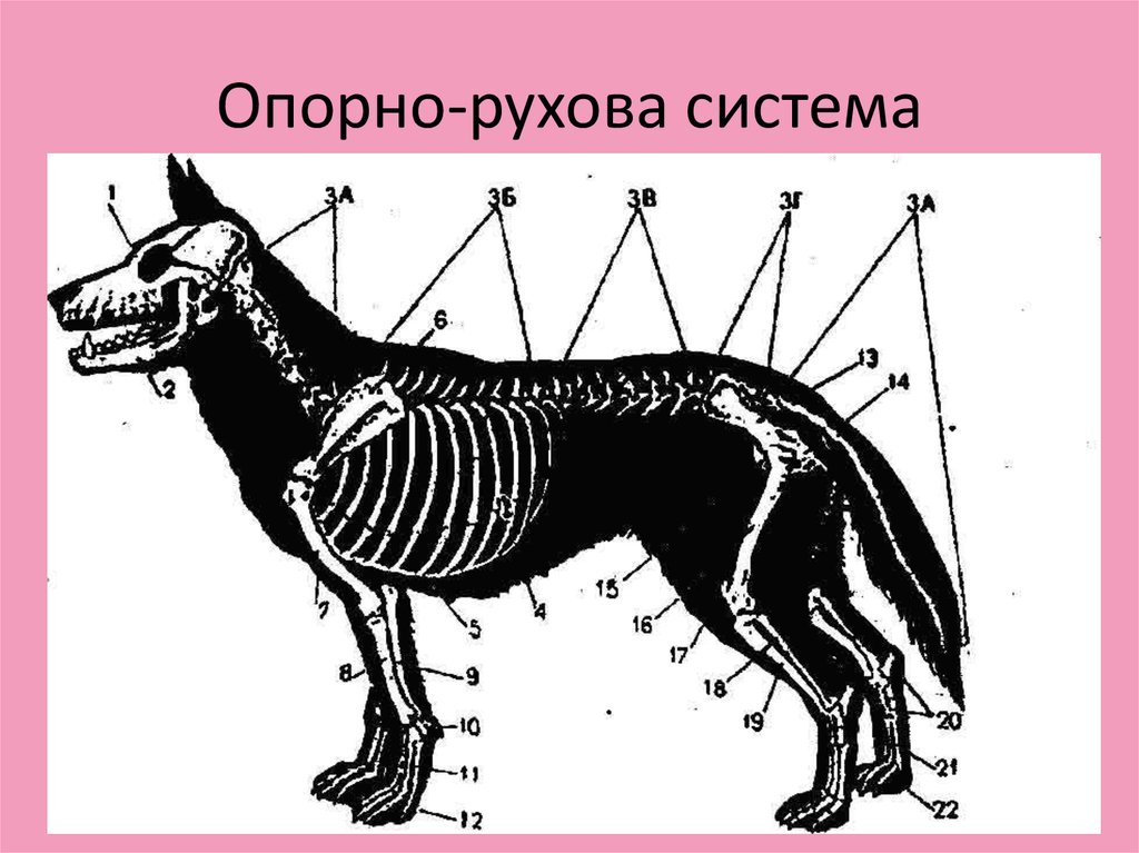Строение опорно двигательной системы млекопитающих. Строение скелета собаки анатомия. Скелет собаки вид сбоку. Костное строение собаки. Скелет собаки кобеля.