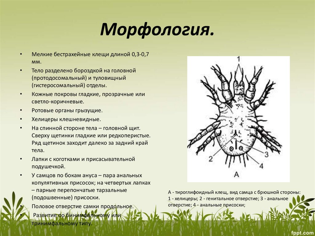 Презентация клещи 5 класс