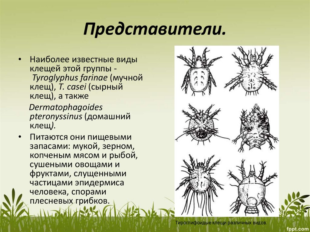 Представители клещей