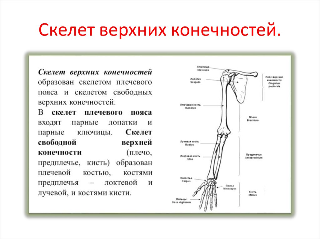 Скелет верхних конечностей лопатка