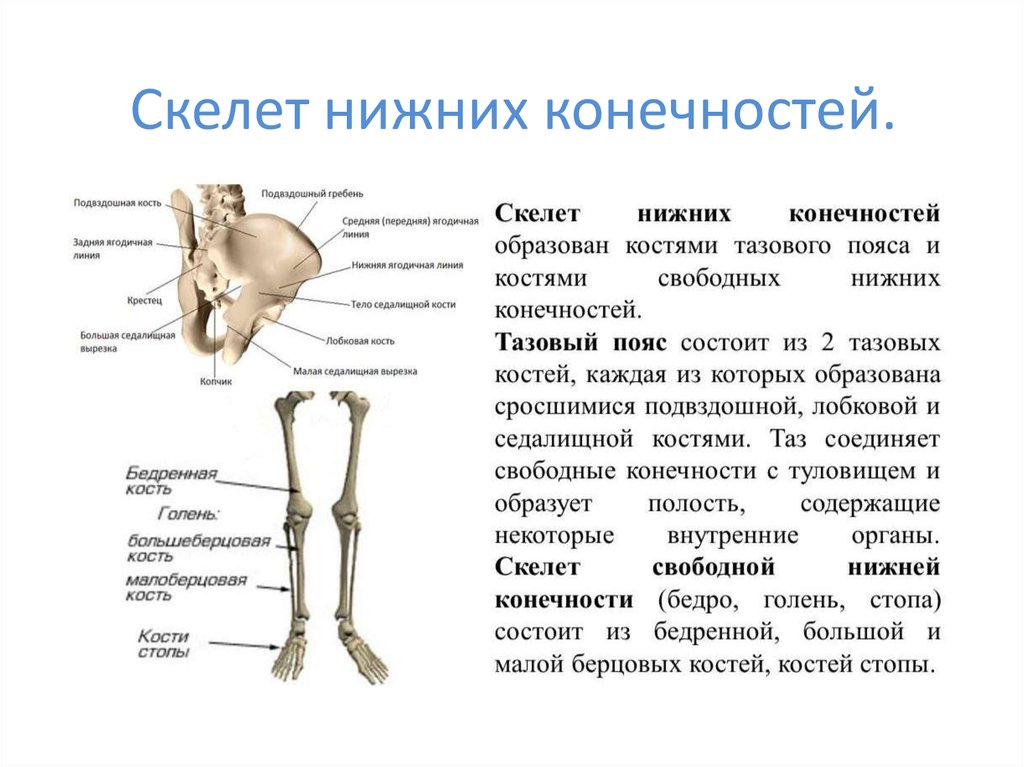 Укажите функции костей. Кости скелета нижних конечностей человека. Скелет пояса нижних конечностей образуют кости. Отделы скелета нижней конечности анатомия. Кости составляющие скелет нижней конечности.