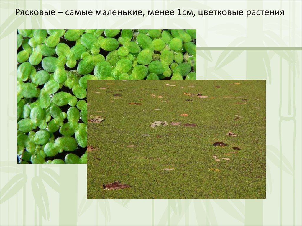 Растения распространение разнообразие. Многообразие и распространение растений. Разнообразие и значение растений. Разнообразие растений 5 класс биология. Рясковые представители.