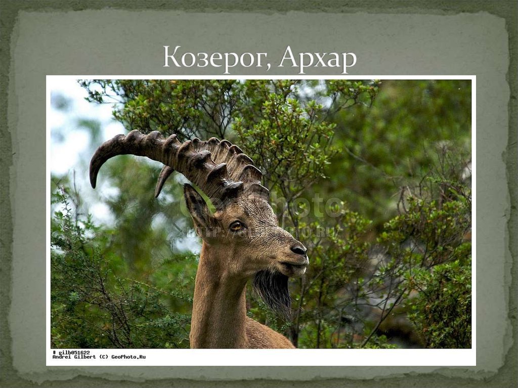 Козерог, Архар