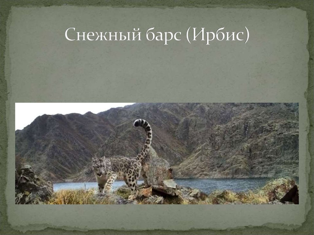 Снежный барс (Ирбис)