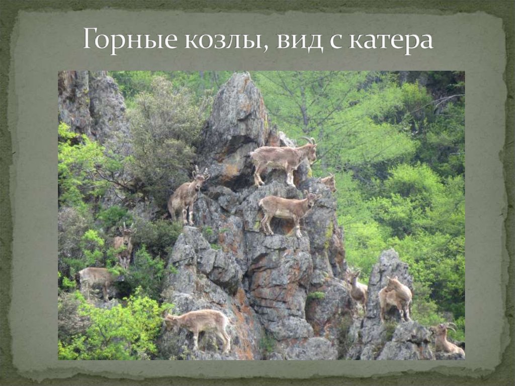 Горные козлы, вид с катера