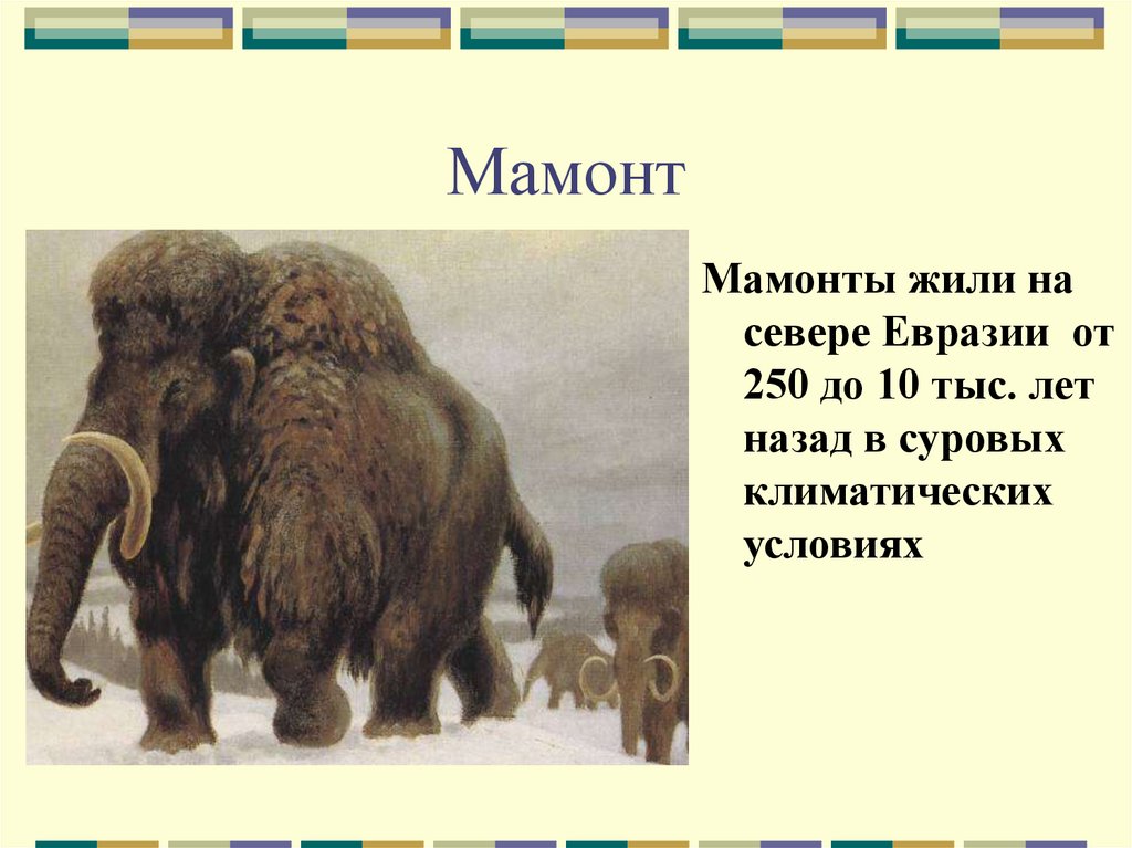 Сколько живут мамонты. Мамонт презентация. Мамонты обитали. Описание мамонта. Эпоха Мамонтов.