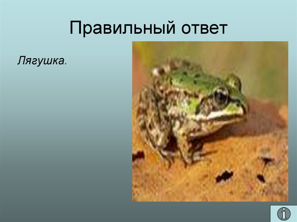 Лягушка ответы. Отгадка жаба. Лягушка ответ. Реакция лягушки. Отвечай лягушка.