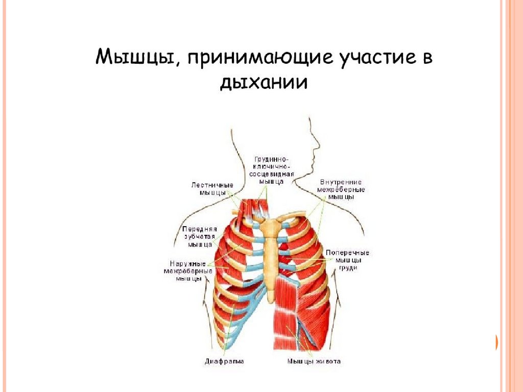 Мышцы принимают участие в дыхании. Мышцы участвующие в дыхании. Дыхательные мышцы. Вспомогательные мышцы дыхания. Основные и вспомогательные дыхательные мышцы.