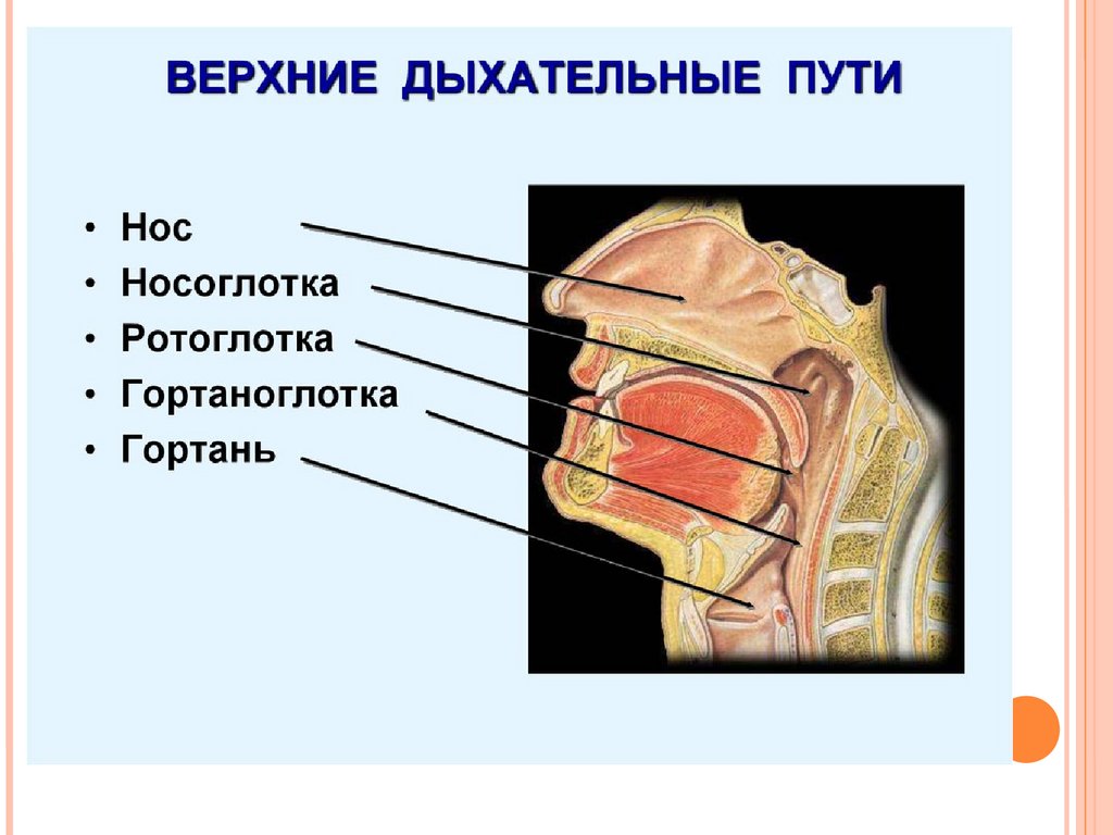 Полость носа и гортань. Носоглотка ротоглотка гортаноглотка строение. Строение верхних дыхательных путей анатомия. Нос носоглотка гортань. Схема строения верхних дыхательных путей.