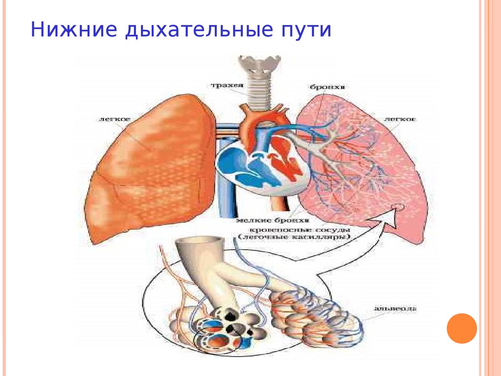 Нижние дыхательные пути. Нижнее дыханительные пути. Нижние пихательные пути. Нижние дыхательные пути дыхательные пути.