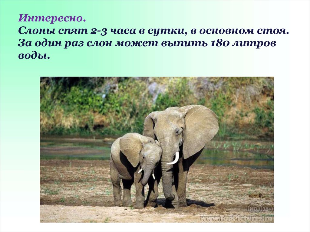 Интересно. Слоны спят 2-3 часа в сутки, в основном стоя. За один раз слон может выпить 180 литров воды.