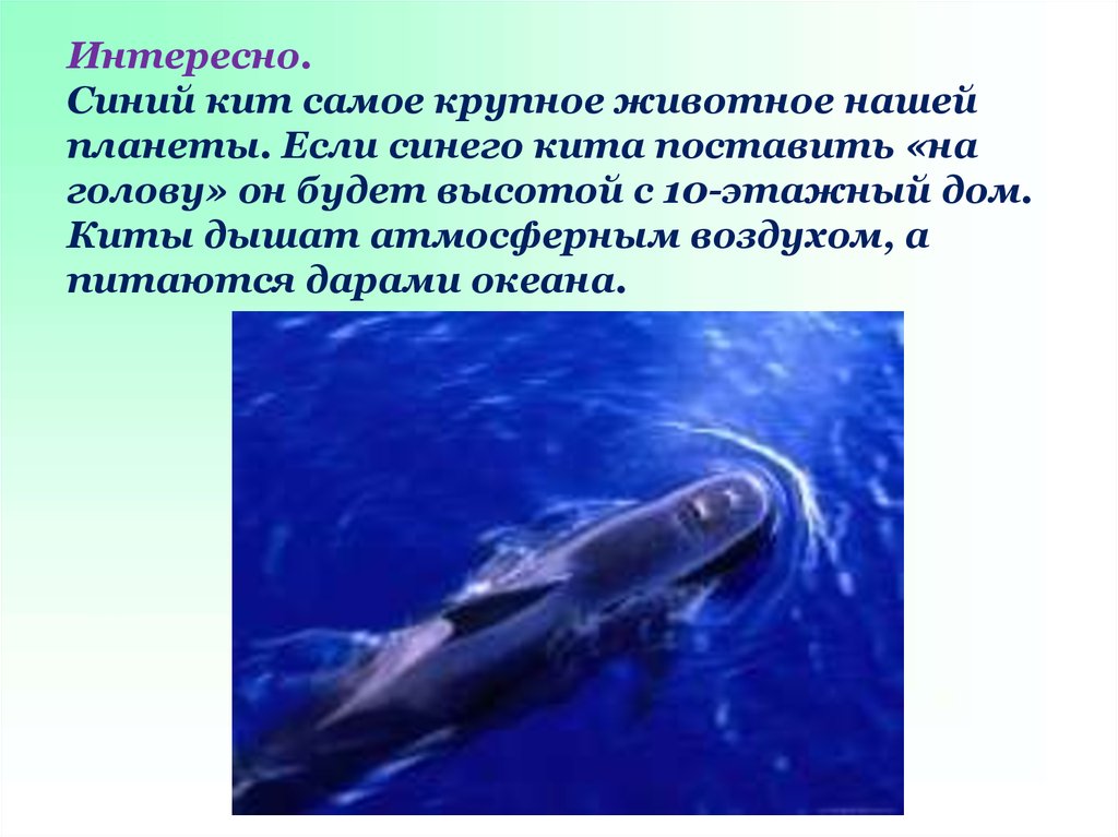 Интересно. Синий кит самое крупное животное нашей планеты. Если синего кита поставить «на голову» он будет высотой с 10-этажный