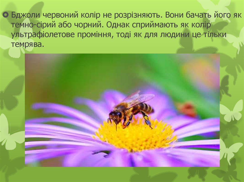 Особливості сприйняття кольорів у бджіл