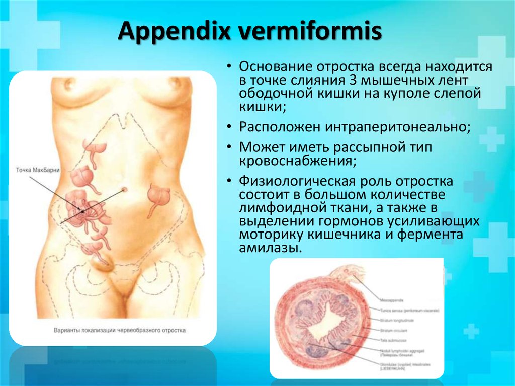 Аppendix vermiformis