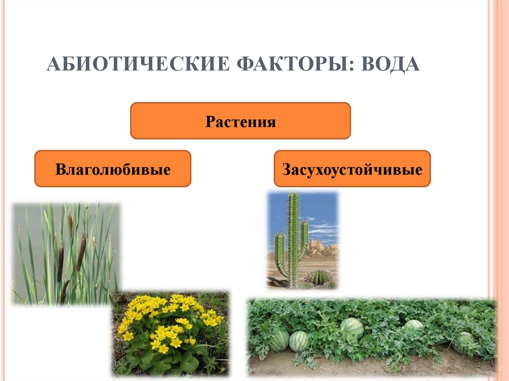 Процессы в жизни растений 5 класс биология. Влияние абиотических факторов на растения. Влияние абиотических факторов на организмы. Абиотические факторы растений. Абиотические факторы вода.