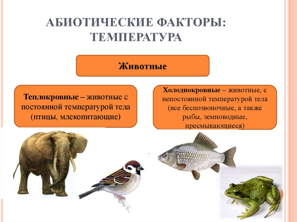 Приспособления организмов к влиянию экологических факторов. Абиотические факторы температура. Влияние абиотических факторов на организмы. Экологические факторы и их влияние на живые организмы. Влияние абиотических факторов на животных.