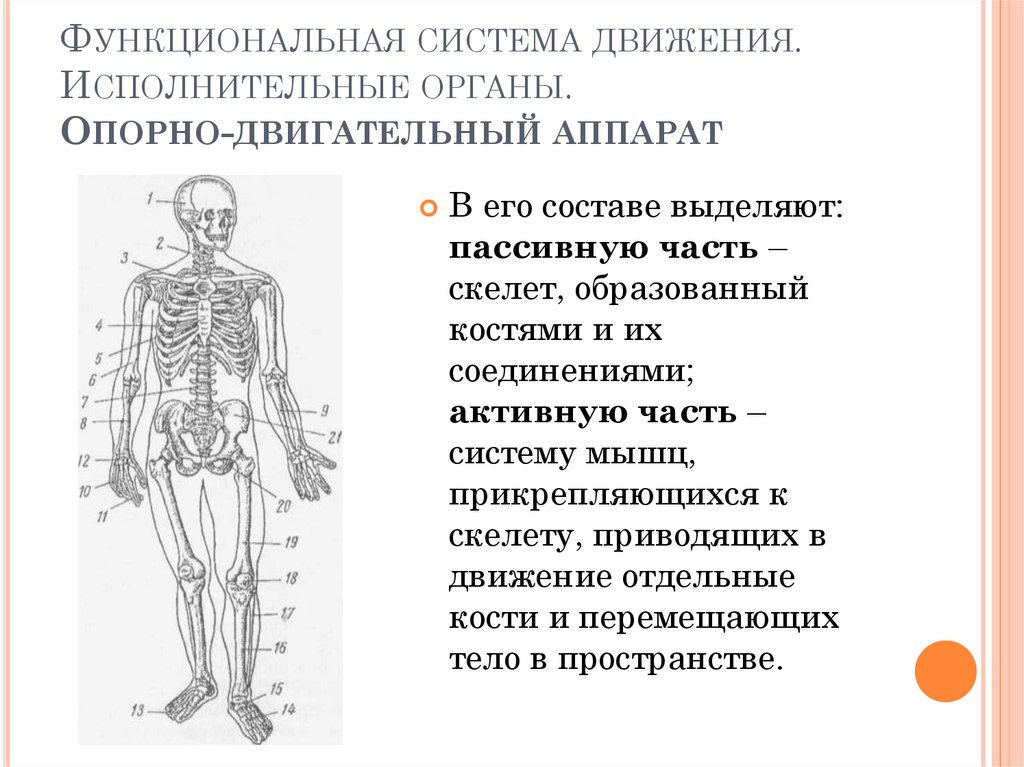 Основные функциональные системы человека