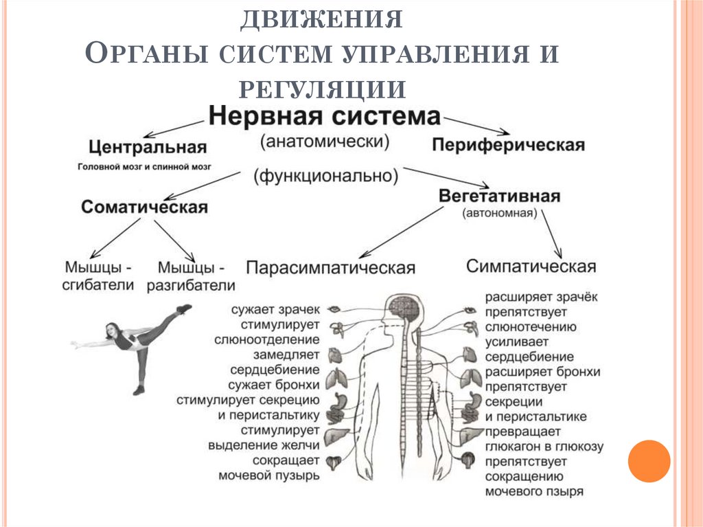 Нервная система осуществляется