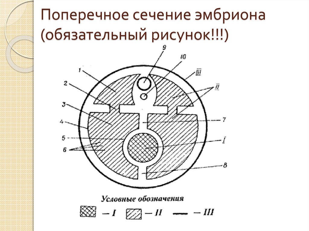 На рисунке показано поперечное сечение. Поперечное сечение эмбриона. Поперечный разрез яблока рисунок. Схема поперечного сечения эмбриона. Продольный и поперечный разрез яблока рисунок.