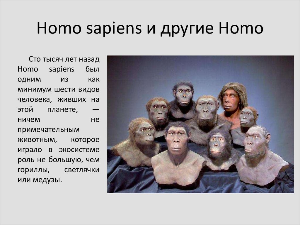 Хомо сапиенс появился в эпоху. Homo sapiens и другие. Хомо сапиенс. Хомо сапиенс и другие виды. 6 Видов человека хомо.