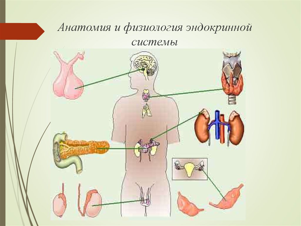 Эндокринология презентация. Анатомия и физиология желез внутренней секреции. Нейроэндокринная система это физиология. Эндокринная система человека схема. Физиология эндокринной системы.