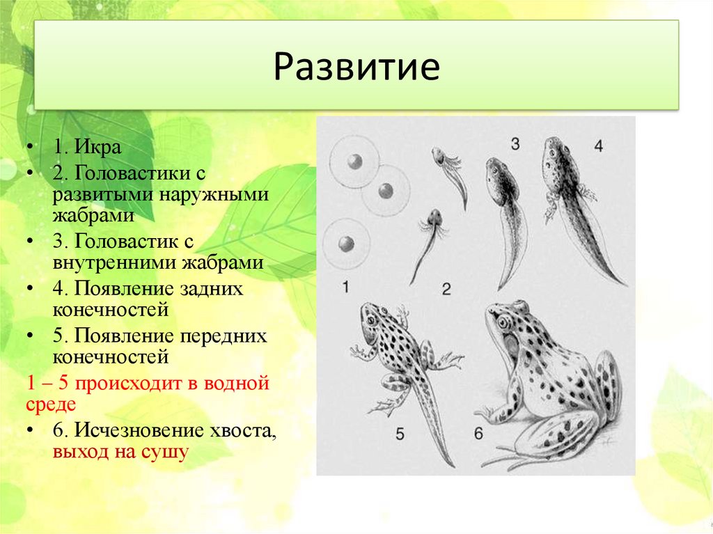 Боковая линия головастика и взрослой лягушки