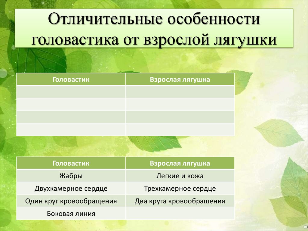 Боковая линия головастика и взрослой лягушки. Особенности строения головастика. Сравнение лягушки и головастика таблица. Сравнительная характеристика головастика и лягушки. Сравнительная характеристика головастика и взрослой лягушки.