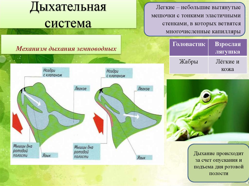 Кровеносная система земноводных состоит из