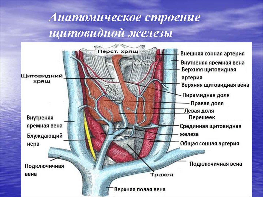 Щитовидная железа биология 8. Щитовидная железа наружное строение. Анатомическое строение щитовидной железы. Внутреннее строение щитовидной железы. Щитовидная железа анатомия функции.