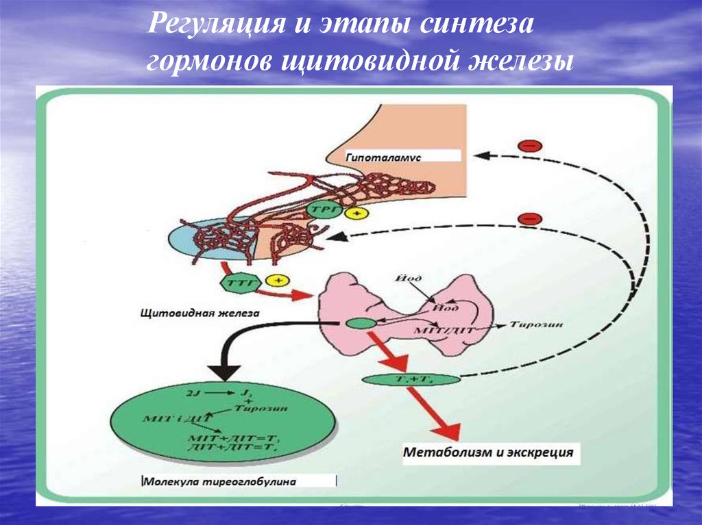 Синтез гормонов в организме. Регуляция гормонов щитовидной железы. Регуляция синтеза гормонов щитовидной железы. Регуляция секреции тиреоидных гормонов. Регуляция функции щитовидной железы.