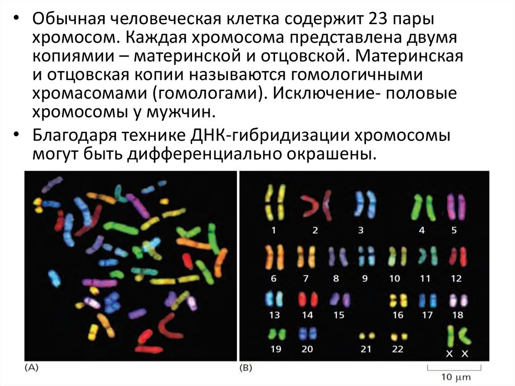 В яйцеклетке человека содержится 23 хромосомы. Половые хромосомы. Материнские и отцовские хромосомы. Клетка содержащая половой хроматин. Различие между хромосомой и хроматином.
