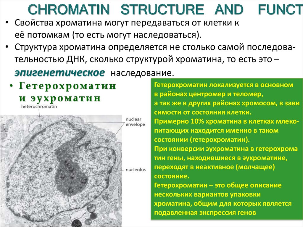 Хроматин характерен для. Химический состав хроматина. Структура хроматина. Ядра фиброцитов. Хроматин состав строение функции.