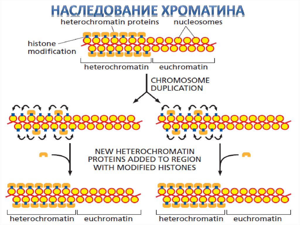 Нити хроматина