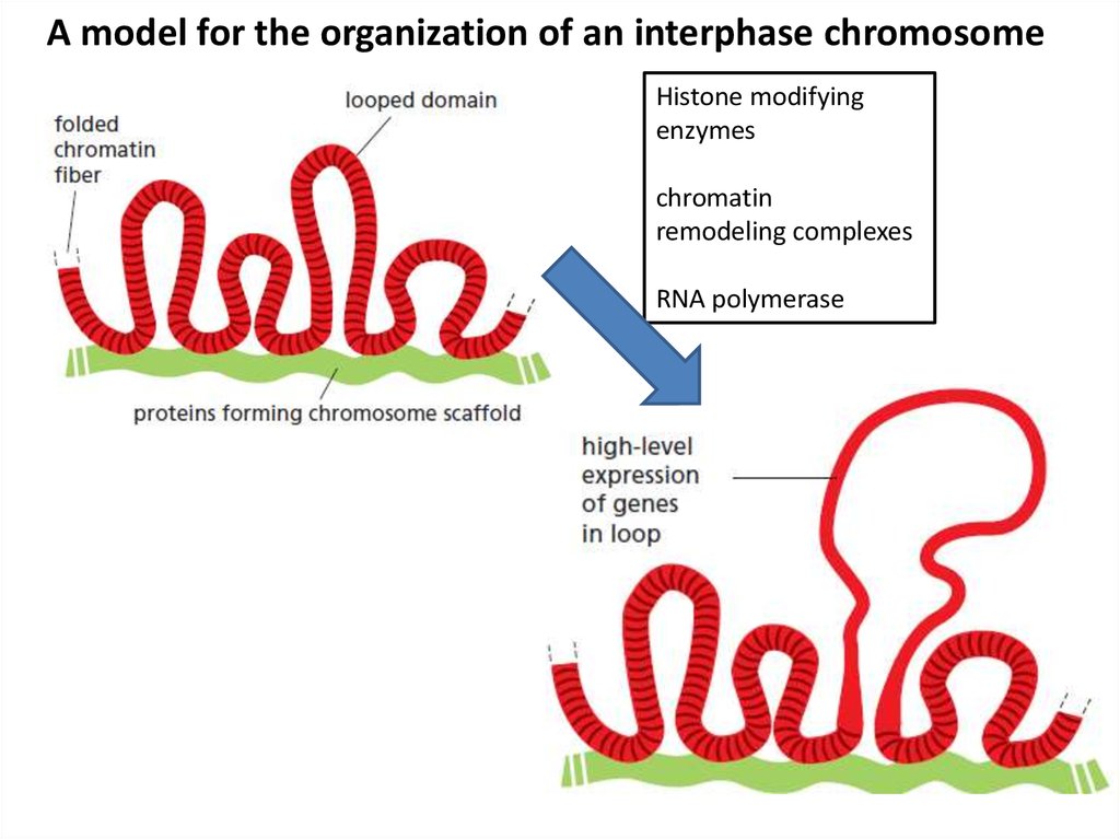 Транскрипция хроматина. Ремоделинг хроматина. Хроматин.
