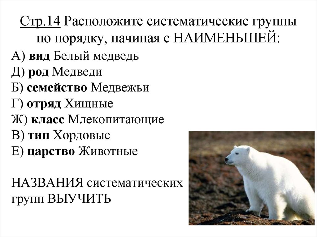 Систематическая категория животных начиная с наименьшей. Белый медведь отряд семейство род вид. Систематика медведя. Систематические категории животных медведь. Систематика белого медведя.